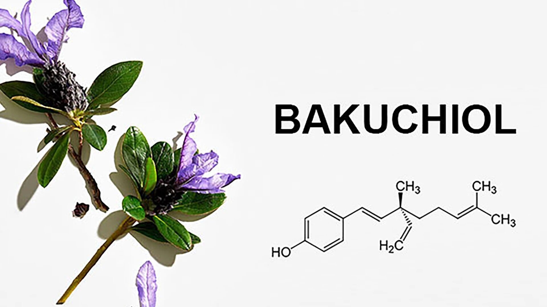 bakuchiol_la_gi_tac_dung_cua_bak
